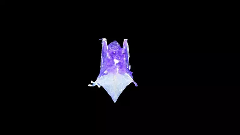 Bats' Secret Glow: North American Species Found to Fluoresce Under UV Light
