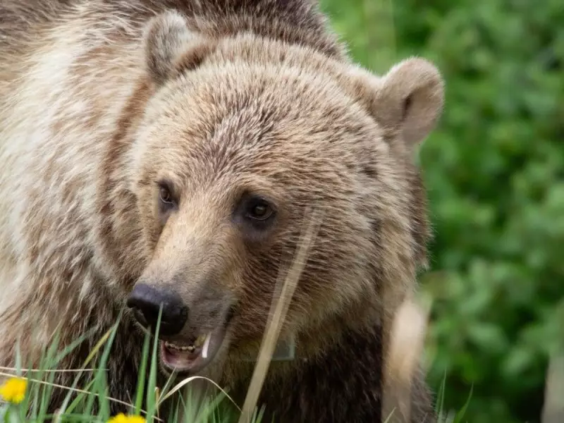 Grizzly Bear Attack South of Cochrane: Hunter Survives, Bear Killed in Alberta Wilderness