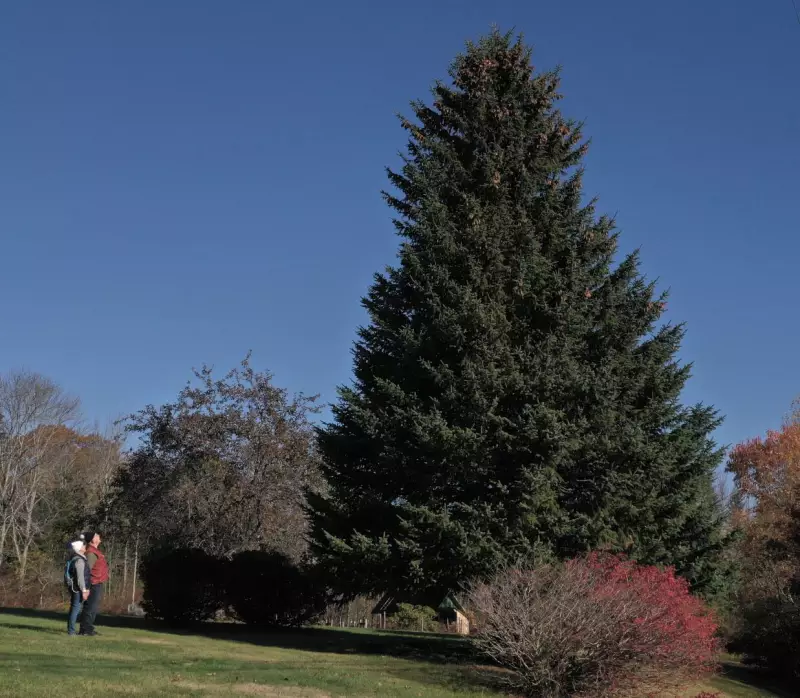 Nova Scotia's Perfect Christmas Tree Heads to Boston in Annual Gift Tradition