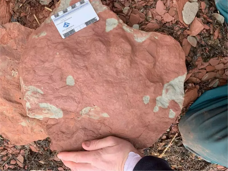 PEI Fossil Discovery Could Rewrite Evolutionary History, Scientists Claim