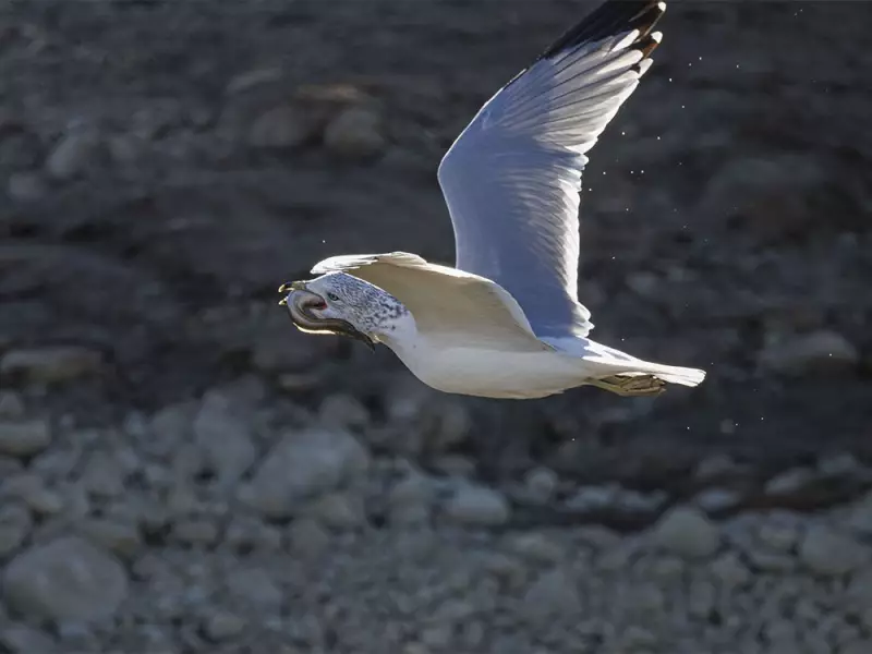 Witness the Spectacle: Alberta's Majestic Sandhill Cranes on Their Annual Migration
