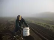 Alberta's Potato Crisis: Heat Waves and Hail Storms Decimate Crops, Threatening Local Supply