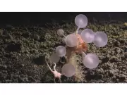 Carnivorous 'Death Ball' Sponge Discovered: 30 Bizarre New Species Found in Deep Southern Ocean