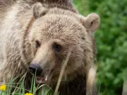 Grizzly Bear Attack South of Cochrane: Hunter Survives, Bear Killed in Alberta Wilderness