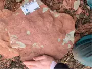 PEI Fossil Discovery Could Rewrite Evolutionary History, Scientists Claim