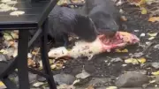 Sushi-Stealing Otters Wipe Out Prized Koi Pond in Gimli, Manitoba