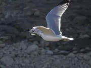 Witness the Spectacle: Alberta's Majestic Sandhill Cranes on Their Annual Migration