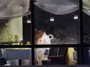 Wolfpack Hitman Pleads Guilty to 2012 Vancouver Wall Centre Execution