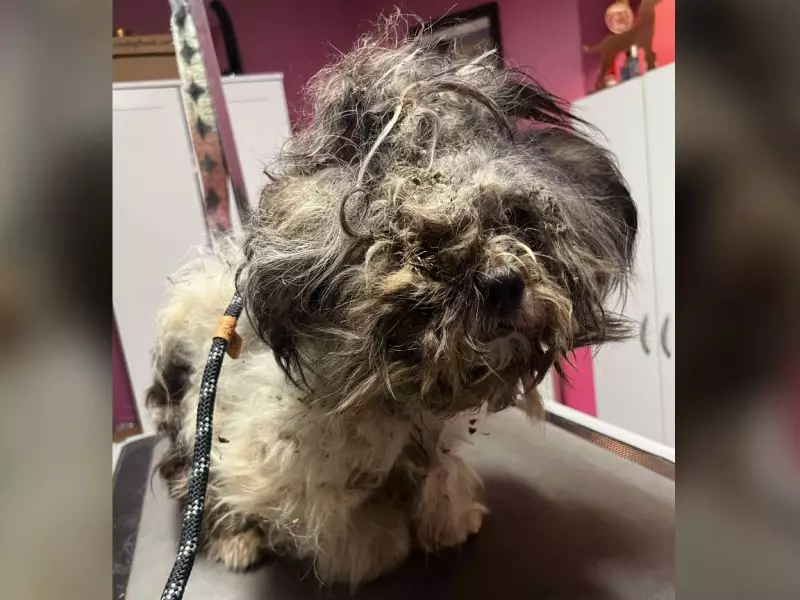 Abandoned Dog Found Freezing in Oxford County Field Sparks Outrage