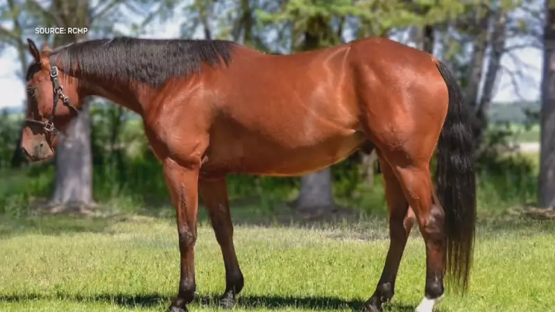 Alberta Horse Trainer Cleared: Fraud Charges Dropped in Ponoka Payment Dispute