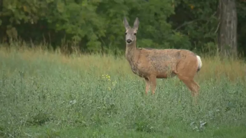Alberta Legalizes Farmed Elk and Deer Hunting on Harvest Preserves