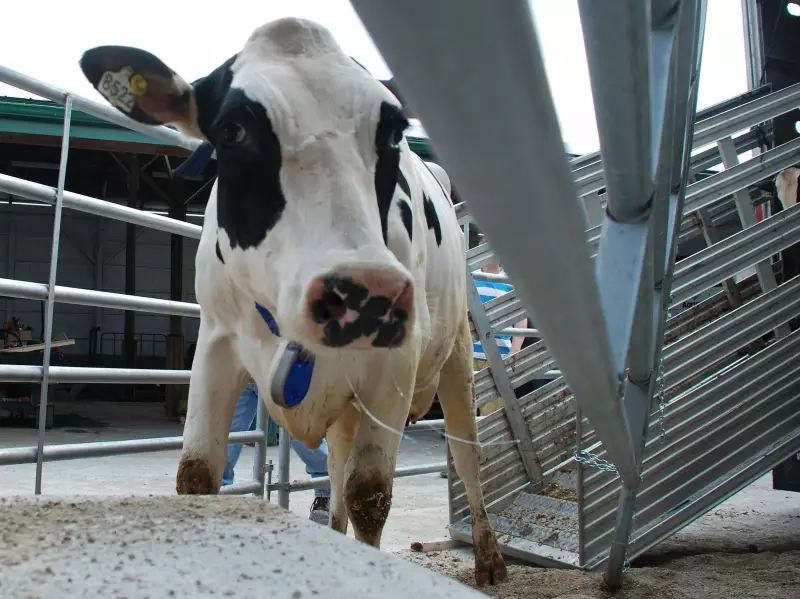 Alberta Municipalities Push to Legalize Raw Milk Sales Amid Black Market Concerns