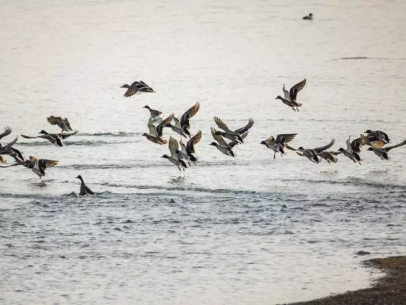 Alberta Photographer Confronted While Capturing Rural Birds