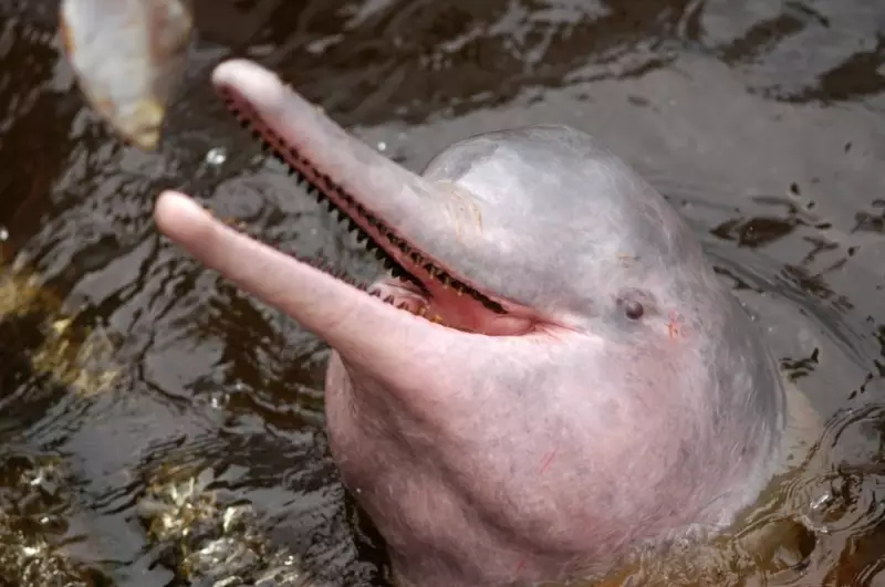 Amazon Lake Reaches Jacuzzi Temperatures as Hundreds of Dolphins Perish in Ecological Crisis