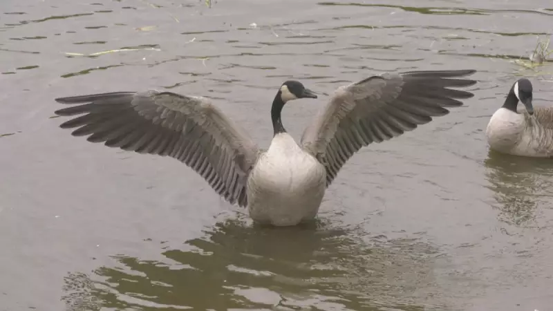 Avian Flu Detected in Manitoba Town as Health Officials Respond