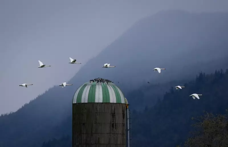 Avian Flu Outbreak Devastates Summerland Animal Sanctuary