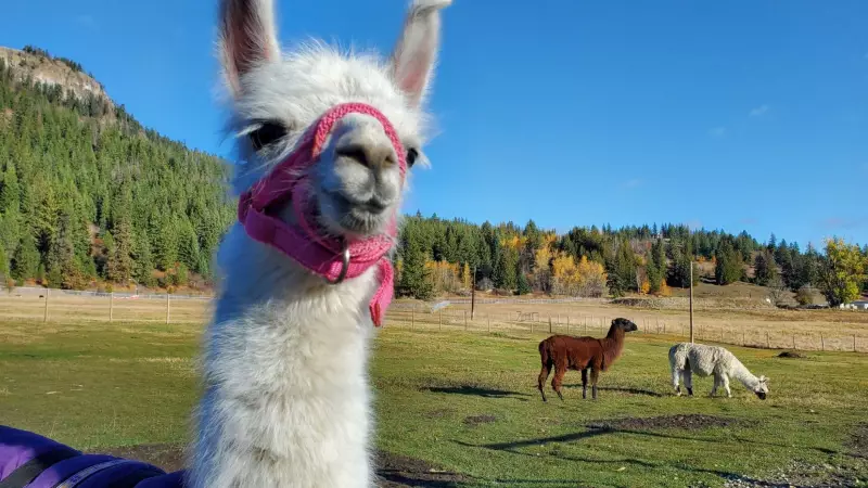 Baby Llama Rescued by B.C. Sanctuary After Mother Killed in Bear Attack