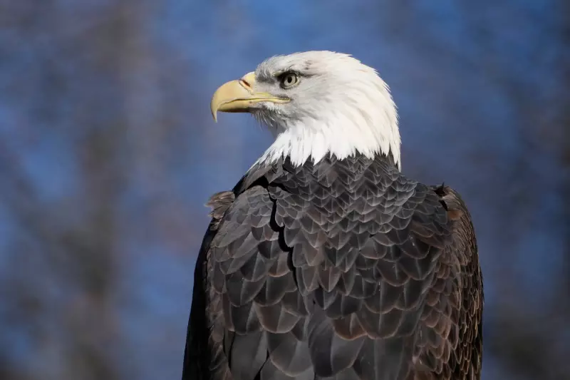 Bald Eagle Drops Cat Through Car Windshield in North Carolina