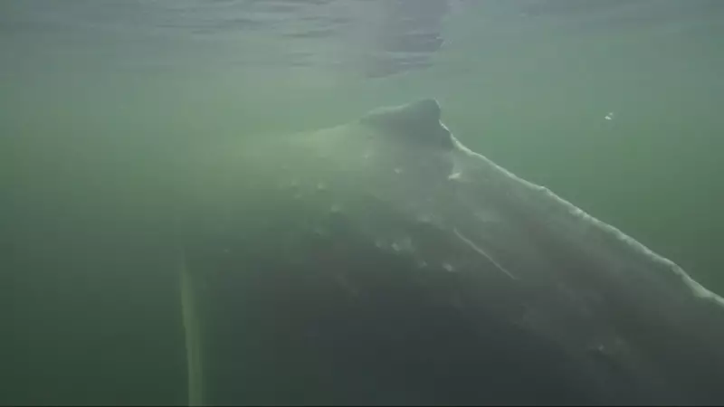 B.C. Couple's Dramatic Humpback Encounter Caught on Camera