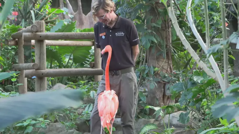 B.C. horticulturalist becomes emotional support for elderly flamingo
