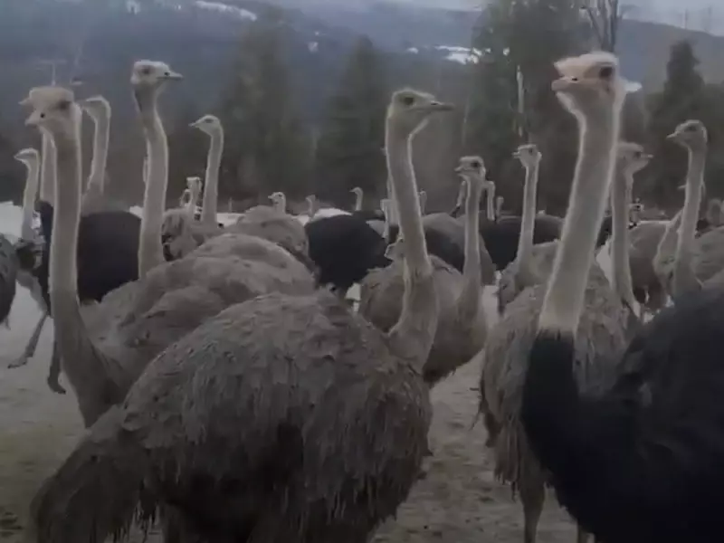 B.C. Ostrich Farm Wins Supreme Court Battle, Cull Order Upheld in Animal Welfare Case