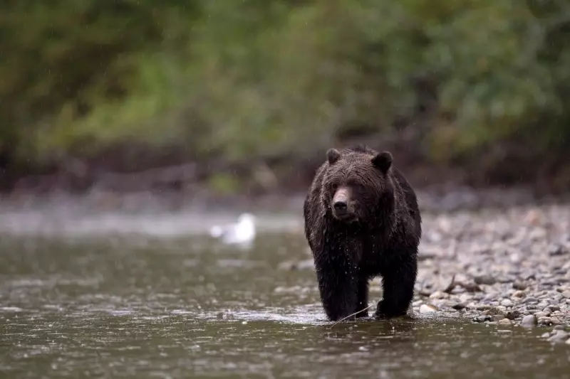 B.C. Wildlife Group Urges Hunting Ban Reversal After Grizzly Attack