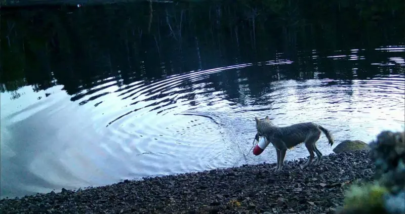 B.C. Wolves Use Ropes to Pull Crab Traps in First-Ever Tool Use