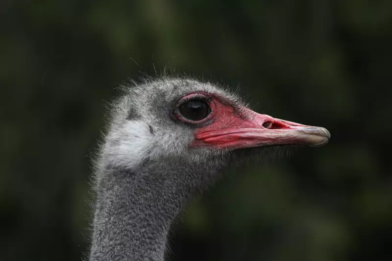 BC's Ostrich Crisis: From Flu Outbreak to Supreme Court Showdown