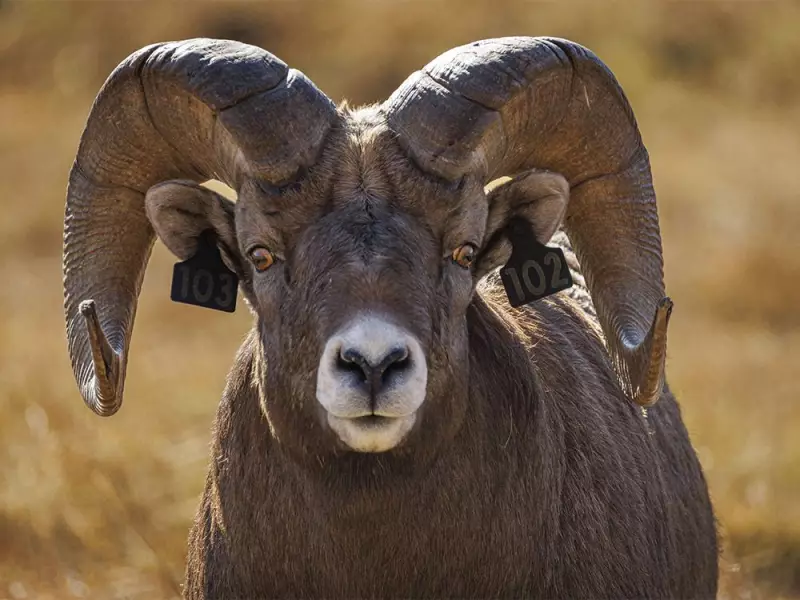 Bighorn Rams Return to Sheep River Valley for Winter and Mating