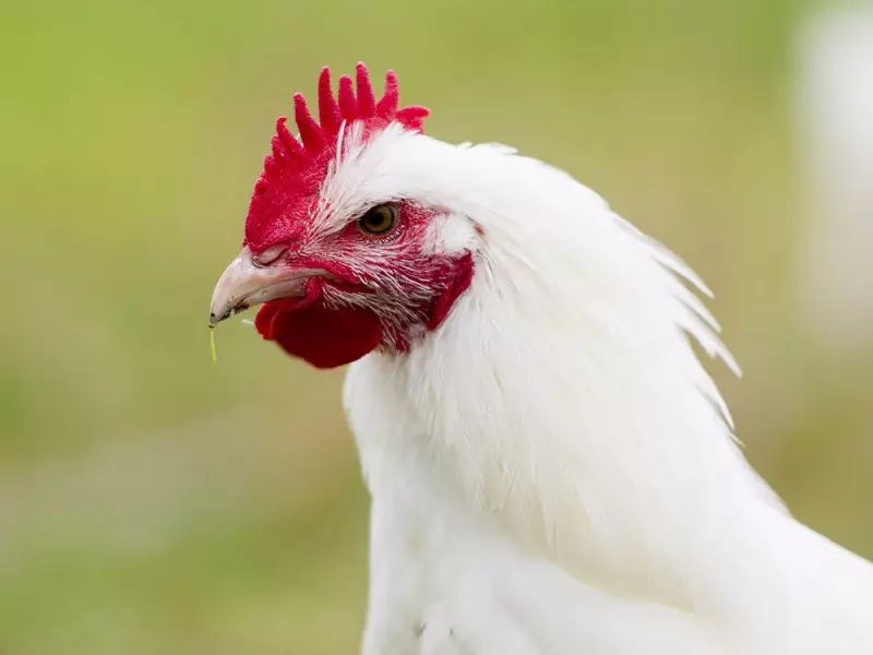 Bird Flu Outbreak Hits Okanagan Animal Sanctuary in Summerland