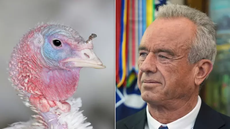 Bird Flu Surge: 3.7M Birds Dead as Monitoring Systems Weaken