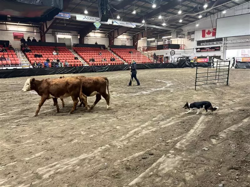 Border Collies Reign Supreme: Canine Athletes Steal the Show at Yorkton's Harvest Showdown