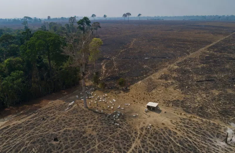 Brazilian State Launches Cattle Tracking to Combat Deforestation
