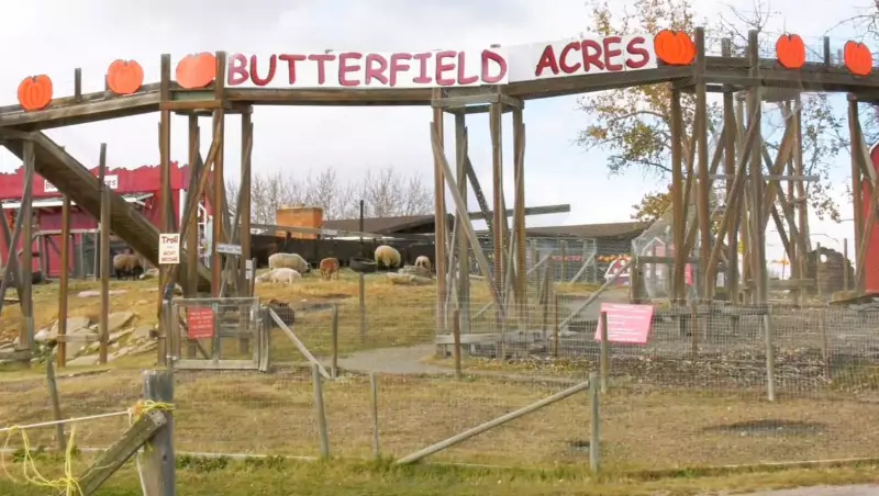 Butterfield Acres Reopens After Avian Influenza Closure in Calgary