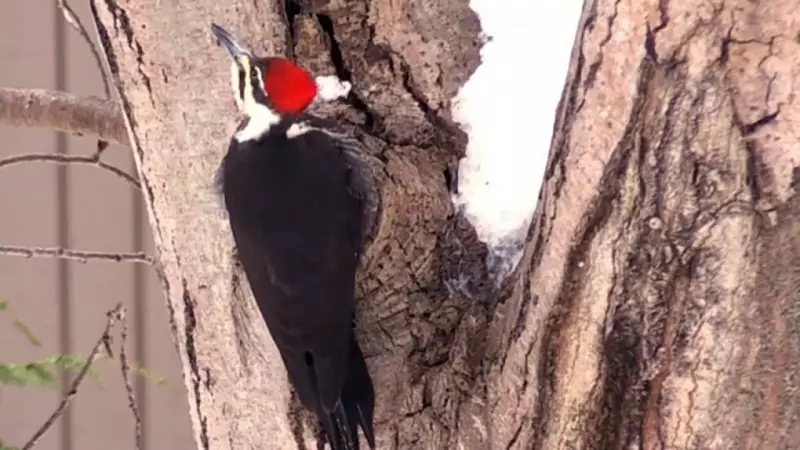 Calgary Earns Bird-Friendly City Recertification for Third Time