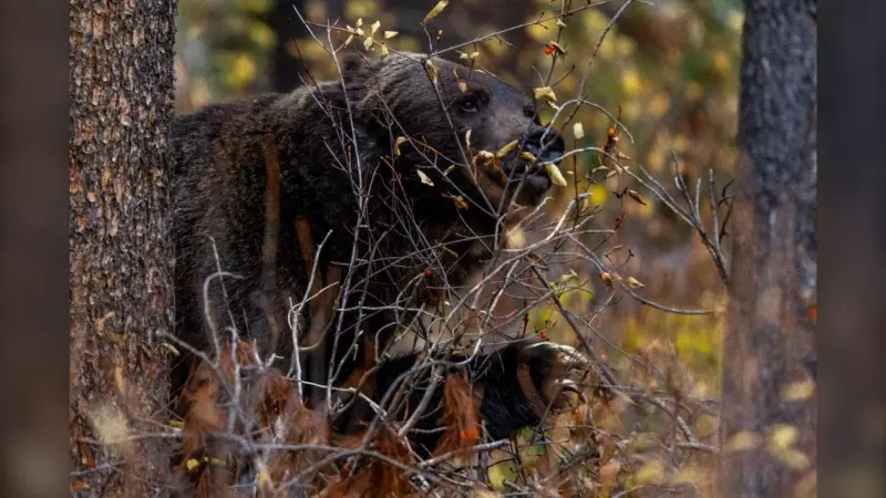 Calgary Grizzly Rivals Pause Rivalries to Forage for Winter Survival