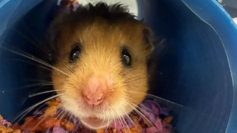 Calgary Rescue Seeks Homes for 35 Hamsters, 7 Without Eyes