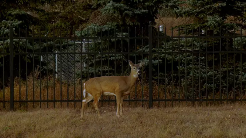 Calgary Residents Demand Fence Safety After Deer Impalement Incident