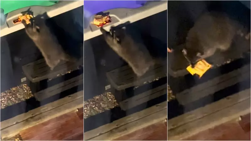 Calgary teen bitten by raccoon in backyard candy heist