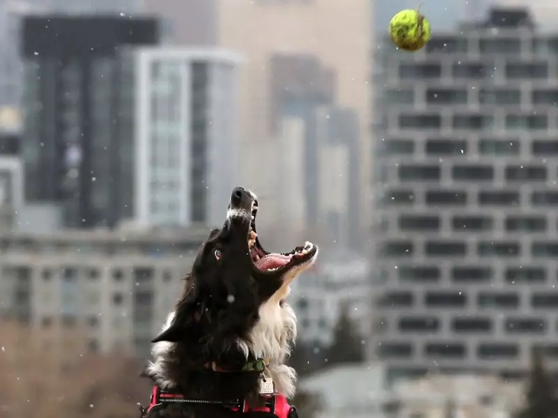 Calgary Weekend: Christmas Markets, Flames vs. Jets, and Snowy Scenes