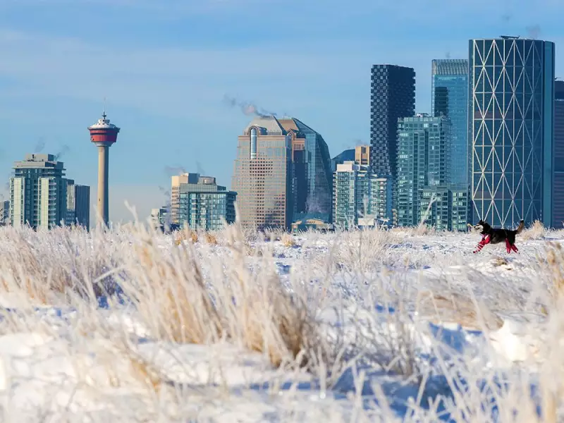 Calgary's Weekend: -20°C Frost, Rock Concerts & Holiday Cheer