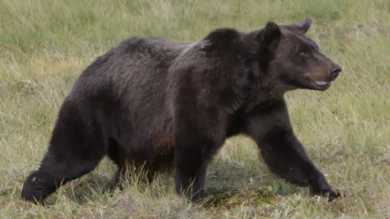 Canada Issues Bear Safety Alert for Japan Travelers