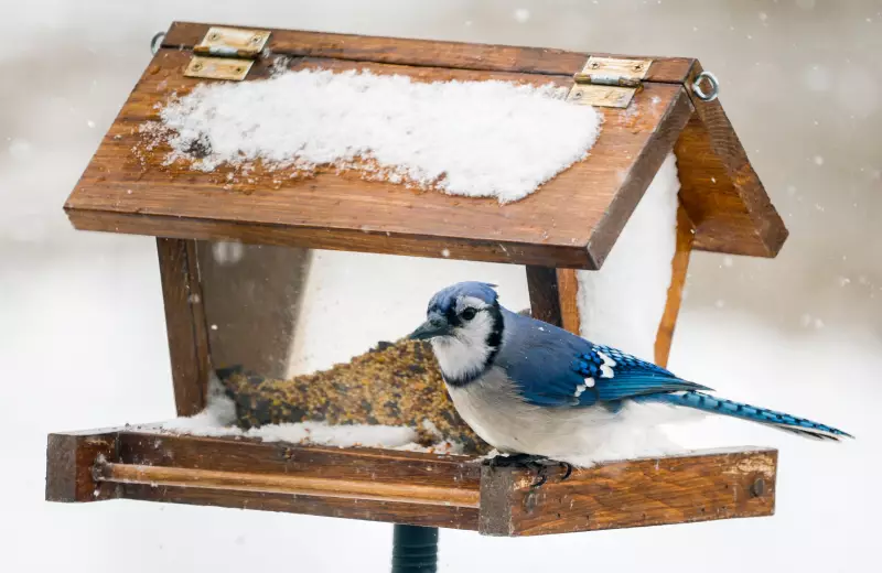 Canada's Deep Freeze: November Arrives with Unprecedented Winter Chill