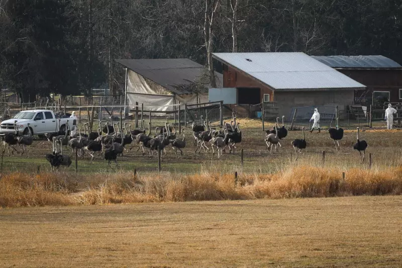 CFIA Faces Questions After B.C. Ostrich Farm Cull of 300 Birds