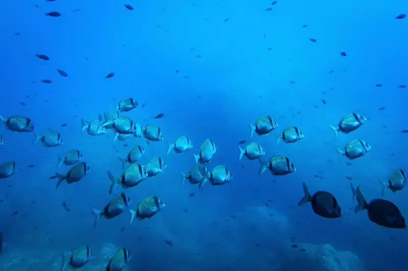 Deep Sea Mining Threatens Marine Food Web: New Study Reveals Ecological Time Bomb