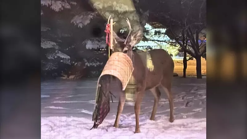 Deer Rescue in Okotoks: Toboggan Stuck on Head Prompts Community Response