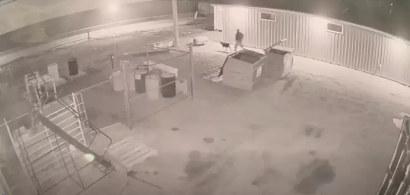 Dog Missing After Yorkton SPCA Break-In, CCTV Shows Suspect