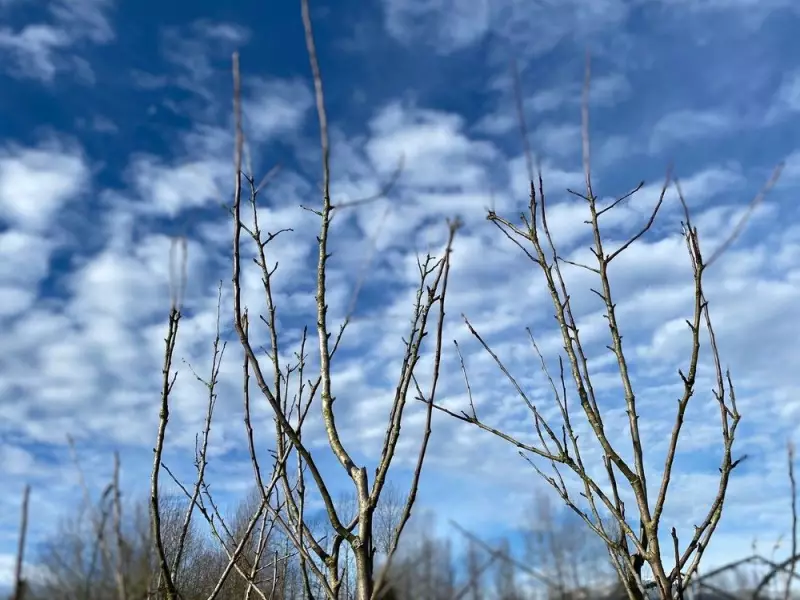 Don't Lose a Single Plant This Winter: Your Essential Pre-Cold Prep Guide