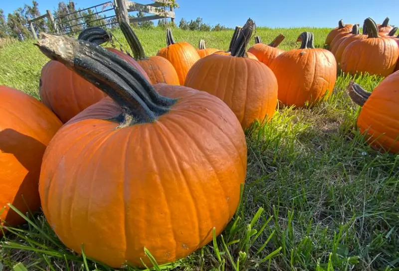 Don't Trash Your Pumpkin! Here's the Right Way to Dispose of Your Jack-o'-Lantern in Ontario