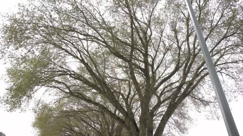 Dutch Elm Disease Confirmed in Edmonton Neighborhood